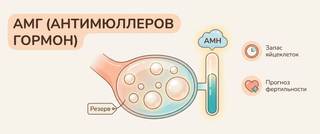 АМГ (антимюллеров гормон): норма по возрасту и овариальный резерв