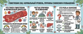 Гемоглобин: норма у взрослых, причины снижения и повышения