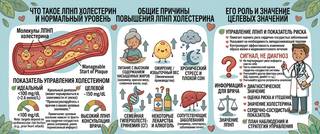ЛПНП (холестерин): норма, причины повышения и как снизить