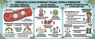 Лейкоциты: норма в крови у взрослых, причины повышения и снижения