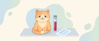 Cat Blood Test Results: How to Read Them, Norms and Meaning