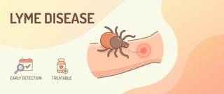 Lyme Disease (Borreliosis): Symptoms, Rash and Tests