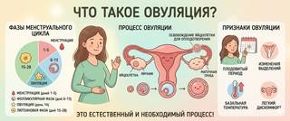 Овуляция: что это такое, как определить и признаки наступления