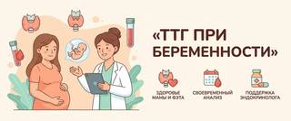 ТТГ при беременности: нормы по триместрам и расшифровка