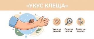 Укус клеща: что делать, как вытащить и куда сдать клеща