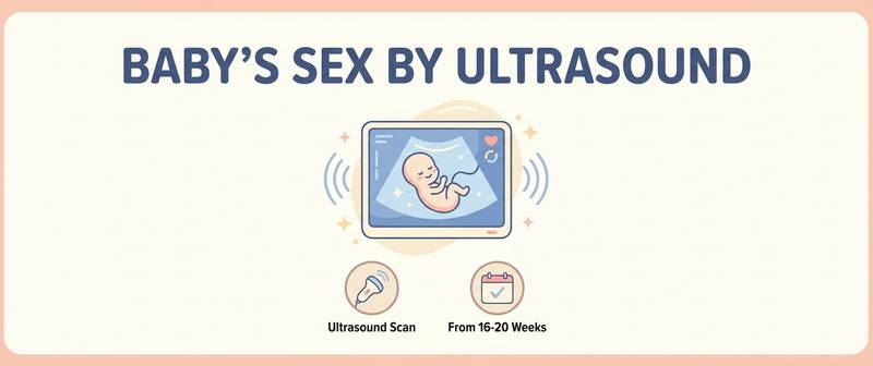 Baby's Sex by Ultrasound: When and How Accurate It Is