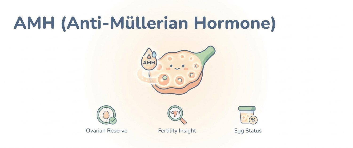AMH (Anti-Müllerian Hormone): Normal Levels by Age and Reserve