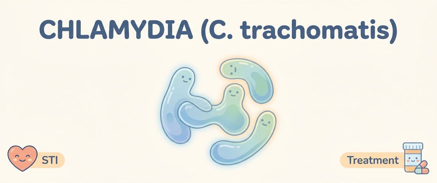 Chlamydia (Chlamydia trachomatis): Reading IgG, IgA and PCR