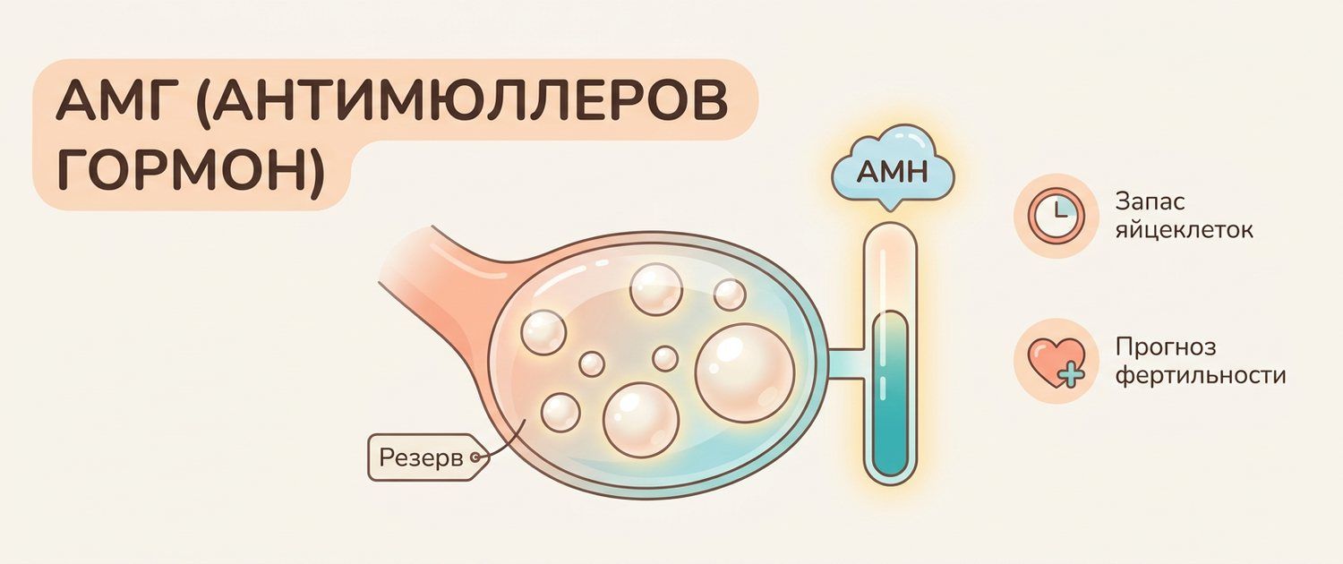 АМГ (антимюллеров гормон): норма по возрасту и овариальный резерв
