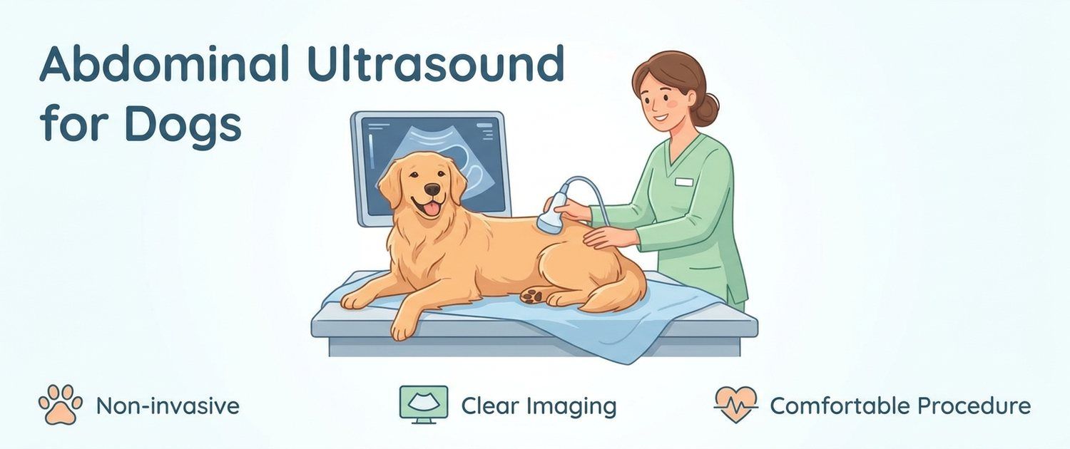 Dog Abdominal Ultrasound: What It Shows and How to Read It