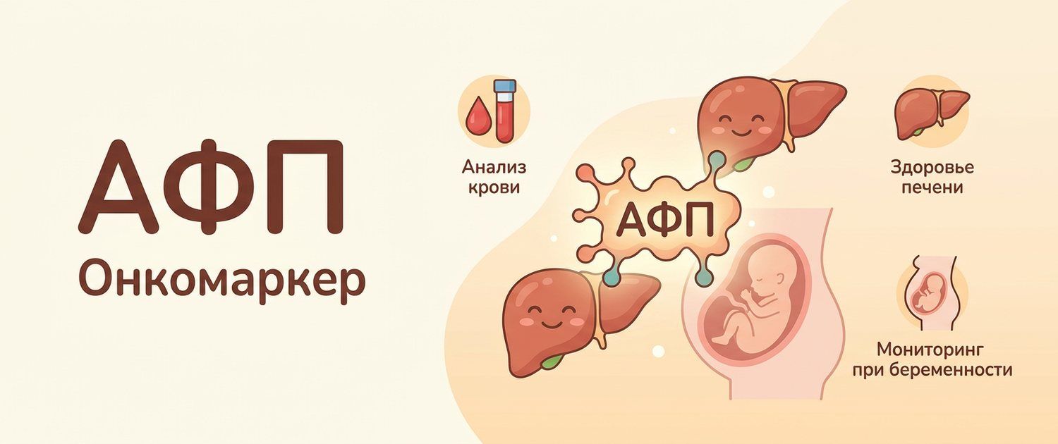 Онкомаркер АФП: что показывает и о чём говорит анализ