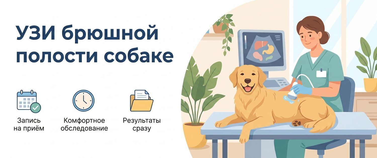 УЗИ брюшной полости собаке: что показывает и как понять заключение