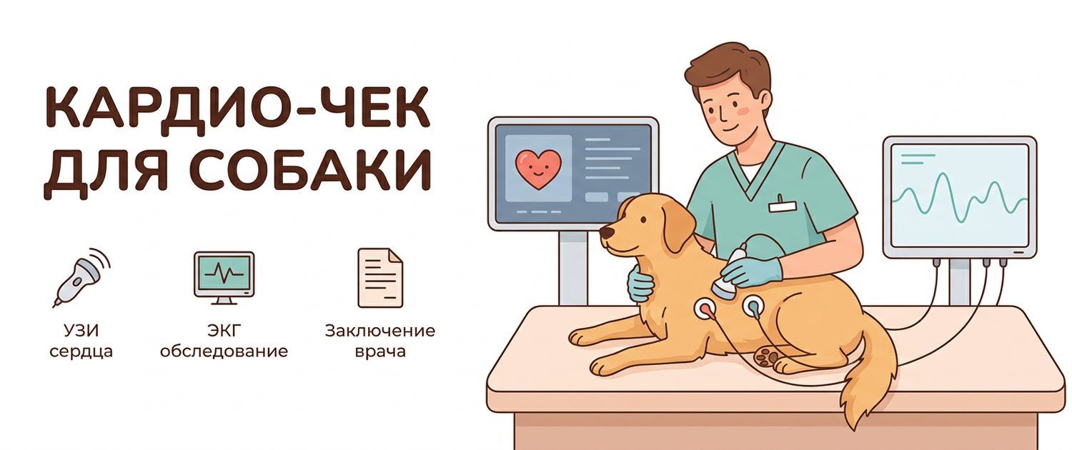 УЗИ сердца и ЭКГ собаке: когда нужны и что в заключении