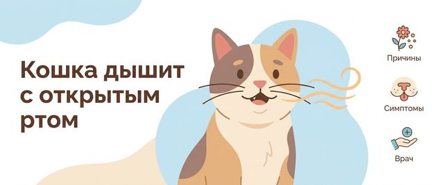 Кошка дышит с открытым ртом: почему это почти всегда неотложное
