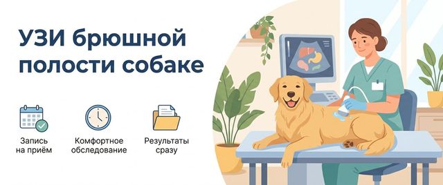УЗИ брюшной полости собаке: что показывает и как понять заключение
