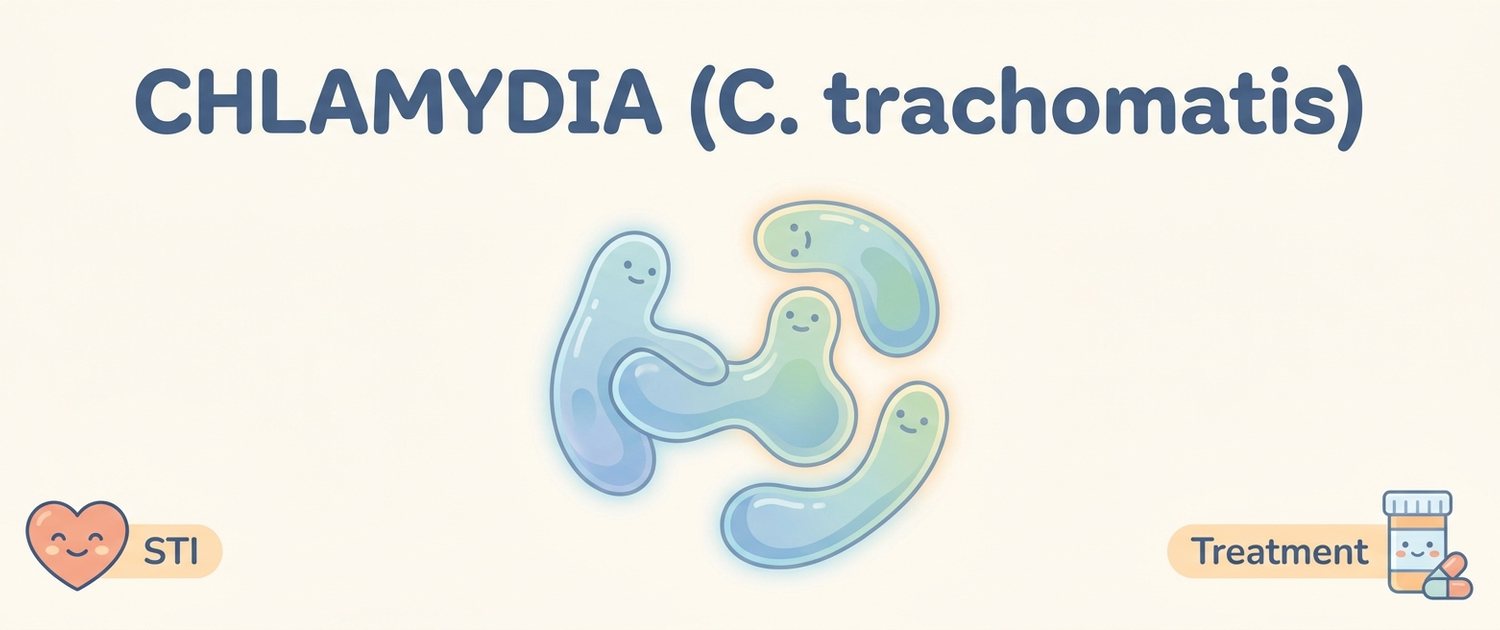 Chlamydia (Chlamydia trachomatis): Reading IgG, IgA and PCR — LabReadAI